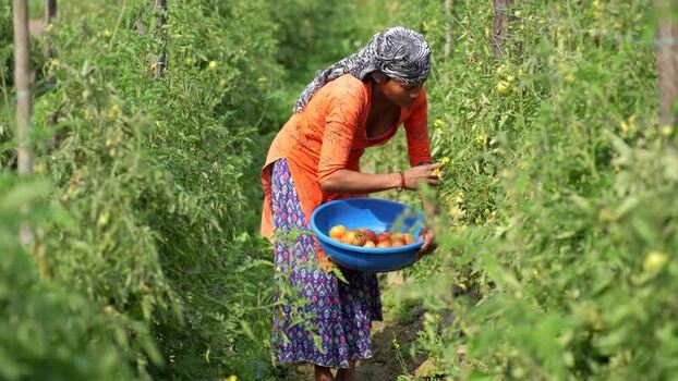 View of a woman harvesting tomatoes in a field Nepal. View of a woman harvesting tomatoes in a field Nepal.