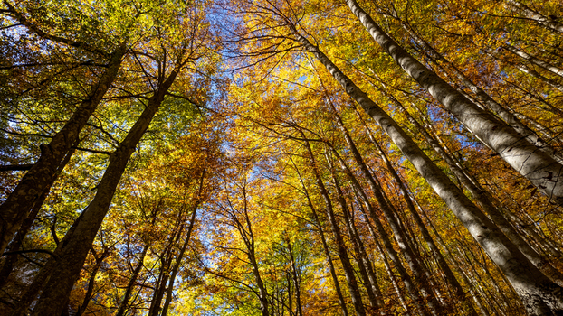 View of tall beech trees with vibrant yellow and orange autumn foliage reaching towards a clear blue sky in the Gola dell Infernaccio Montefortino Marche Italy. View of tall beech trees with vibrant yellow and orange autumn foliage reaching towards a clear blue sky in the Gola dell Infernaccio Montefortino Marche Italy.
