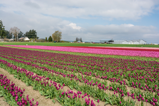 View of vibrant rows of purple and pink tulips in a field under a cloudy sky in La Conner Washington United States.