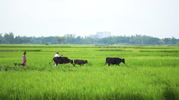View of farmers with cows in green rice fields Bangladesh. View of farmers with cows in green rice fields Bangladesh.