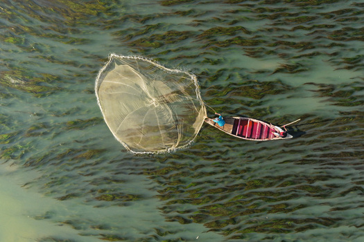 Aerial view of a fisherman casting a circular net from a small wooden boat on water filled with aquatic plants in Joypurhat Rajshahi Division Bangladesh. Aerial view of a fisherman casting a circular net from a small wooden boat on water filled with aquatic plants in Joypurhat Rajshahi Division Bangladesh.