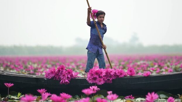 View of a boy in a boat among pink water lilies Bangladesh. View of a boy in a boat among pink water lilies Bangladesh.