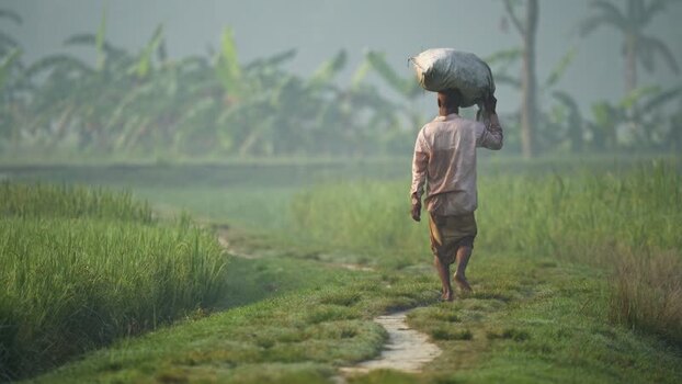 View of a man carrying a sack through rice fields in Bangladesh. View of a man carrying a sack through rice fields in Bangladesh.