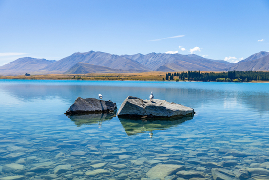 View of crystal clear turquoise waters reflecting the sky with rocks hosting resting birds against a backdrop of majestic mountains Lake Tekapo New Zealand. View of crystal clear turquoise waters reflecting the sky with rocks hosting resting birds against a backdrop of majestic mountains Lake Tekapo New Zealand.