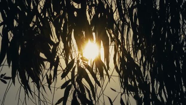 View of sun shining through silhouetted leaves Bangladesh. View of sun shining through silhouetted leaves Bangladesh.