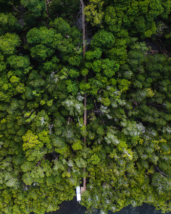 Aerial view of a lush canopy of trees displaying a vibrant mix of greens and yellows creating a dense textured landscape Gizo Western Province Solomon Islands. Aerial view of a lush canopy of trees displaying a vibrant mix of greens and yellows creating a dense textured landscape Gizo Western Province Solomon Islands.