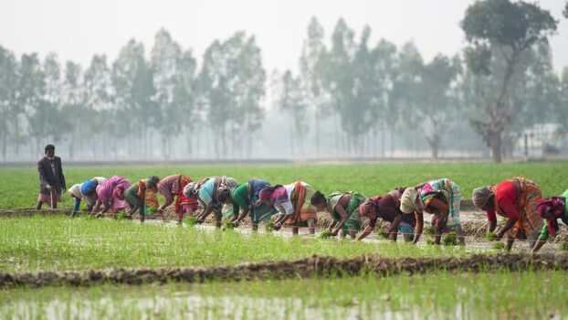 View of women planting rice seedlings in a field in Bangladesh. View of women planting rice seedlings in a field in Bangladesh.