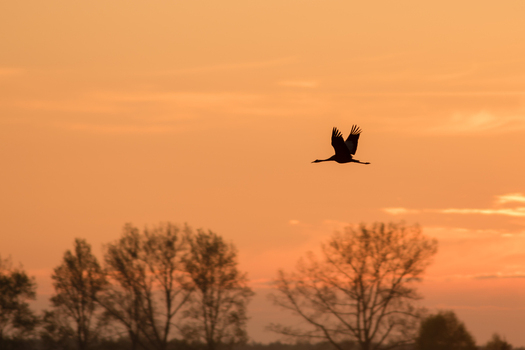 View of a common crane in flight against a vibrant orange sunset sky above silhouetted trees in Debrzno Pomeranian Voivodeship Poland. View of a common crane in flight against a vibrant orange sunset sky above silhouetted trees in Debrzno Pomeranian Voivodeship Poland.