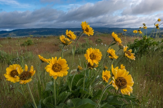 View of yellow balsamroot wildflowers blooming in a field with rolling hills under a cloudy sky in Hood River Oregon United States.