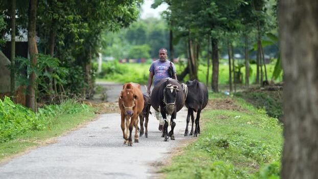 View of a man walking with cows on a rural road Bangladesh. View of a man walking with cows on a rural road Bangladesh.