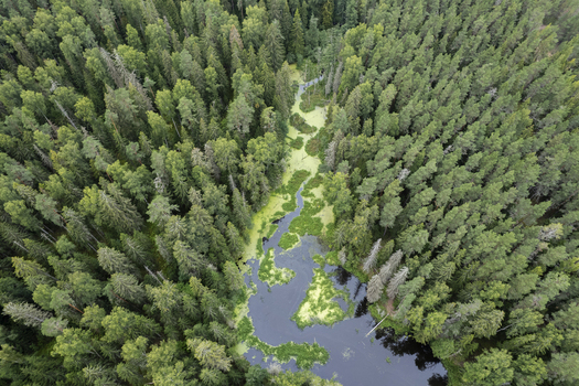 Aerial view of Lahemaa National Park featuring a winding river flowing through a dense coniferous forest with lush green vegetation and calm dark water in Lahemaa Estonia. Aerial view of Lahemaa National Park featuring a winding river flowing through a dense coniferous forest with lush green vegetation and calm dark water in Lahemaa Estonia.
