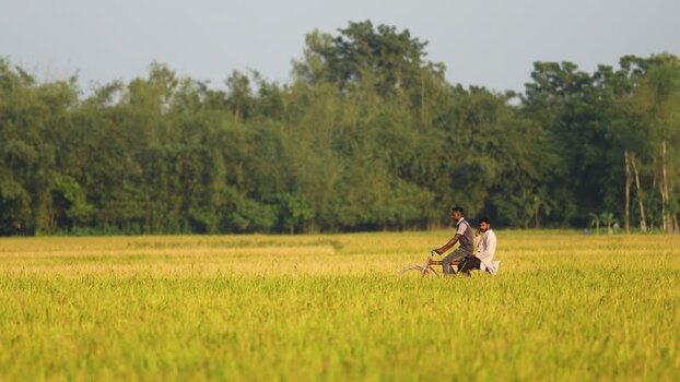 View of two men riding a bicycle through a rice field Bangladesh. View of two men riding a bicycle through a rice field Bangladesh.