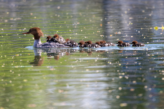 View of a female common merganser swimming with her ducklings on her back in a calm pond Mulhouse Grand Est France.