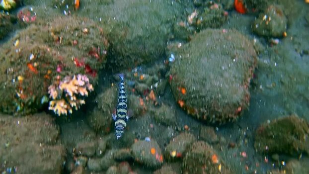 View of a striped fish swimming over a rocky seabed Indonesia.