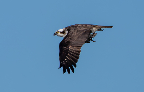 View of an osprey in flight carrying a fish in its talons against a clear blue sky at the Edwin B. Forsythe National Wildlife Refuge in Galloway New Jersey United States. View of an osprey in flight carrying a fish in its talons against a clear blue sky at the Edwin B. Forsythe National Wildlife Refuge in Galloway New Jersey United States.