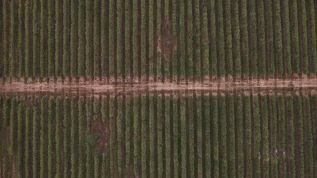 Aerial view of an agricultural plantation with neat rows Portugal. Aerial view of an agricultural plantation with neat rows Portugal.