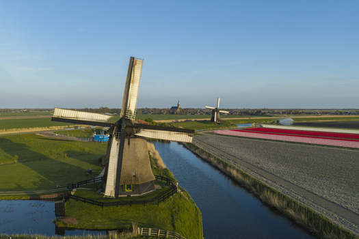 Aerial view of traditional Dutch windmills situated beside a canal and vibrant rows of tulip fields in the Netherlands. Aerial view of traditional Dutch windmills situated beside a canal and vibrant rows of tulip fields in the Netherlands.
