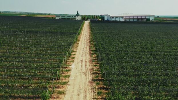 Aerial view of vineyard in Mala Remeta Serbia.