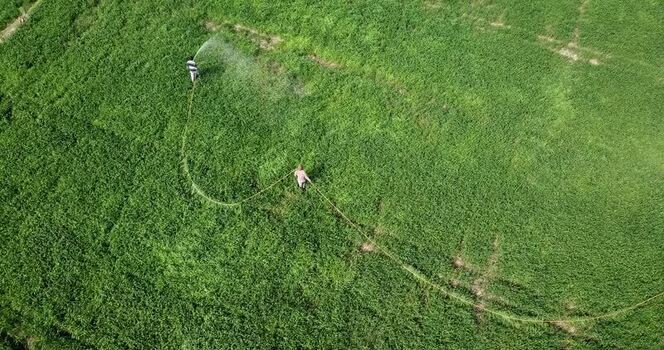 Aerial view of farmers watering green crops in Karnal India.