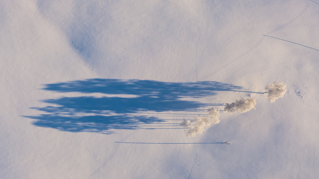 Aerial view of a line of snow covered trees casting long shadows across a vast pristine white snow covered field in Latvia. Aerial view of a line of snow covered trees casting long shadows across a vast pristine white snow covered field in Latvia.