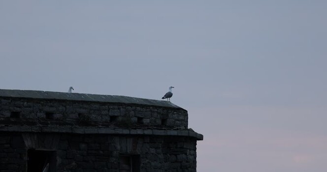 View of two seagulls on a stone wall Italy.