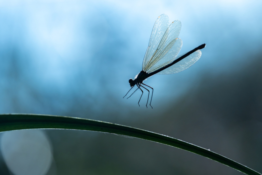 View of a damselfly with translucent wings perched on a green leaf against a soft blue background in Wittenheim Grand Est France.