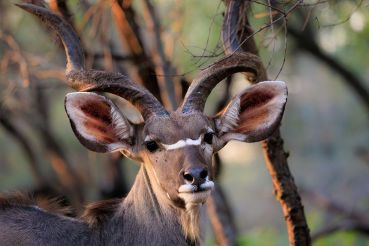 View of a male Greater Kudu with large spiral horns standing among trees in Kruger National Park Skukuza Mpumalanga South Africa. View of a male Greater Kudu with large spiral horns standing among trees in Kruger National Park Skukuza Mpumalanga South Africa.