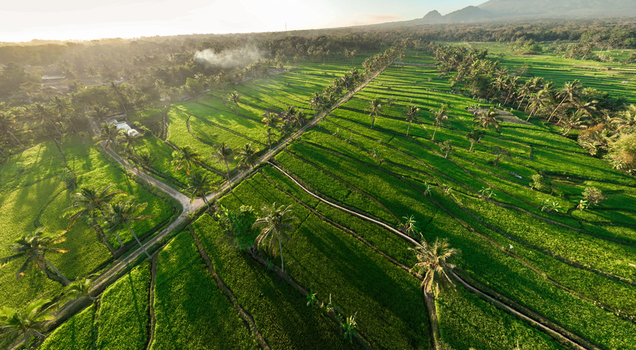 Aerial view of lush green rice terraces in Cancangan with palm trees dirt paths and soft golden hour light in Kecamatan Cangkringan Daerah Istimewa Yogya Indonesia. Aerial view of lush green rice terraces in Cancangan with palm trees dirt paths and soft golden hour light in Kecamatan Cangkringan Daerah Istimewa Yogya Indonesia.