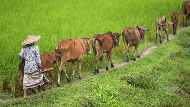 View of a farmer leading cows through green rice fields Bangladesh.