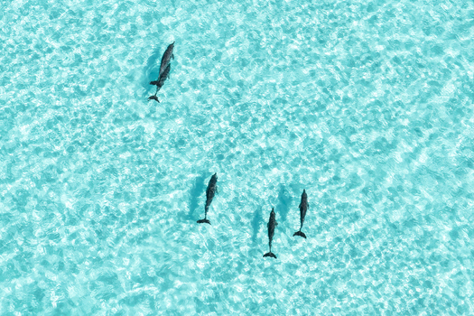 Aerial view of a pod of dolphins swimming through crystal clear turquoise water with gentle ripples on the surface Vashafaru Haa Alif Atoll Maldives. Aerial view of a pod of dolphins swimming through crystal clear turquoise water with gentle ripples on the surface Vashafaru Haa Alif Atoll Maldives.