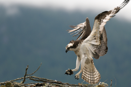 View of an osprey landing in its nest with wings spread and talons extended in Pitt Meadows British Columbia Canada. View of an osprey landing in its nest with wings spread and talons extended in Pitt Meadows British Columbia Canada.