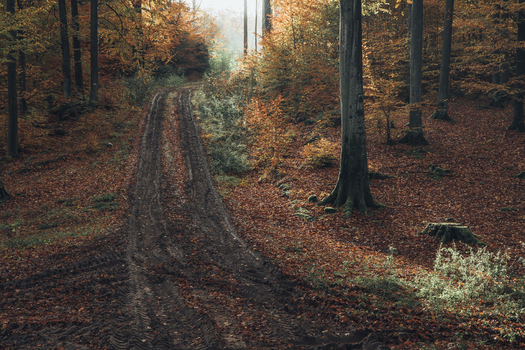View of a muddy dirt road winding through a forest with vibrant autumn foliage and fallen leaves in Poland. View of a muddy dirt road winding through a forest with vibrant autumn foliage and fallen leaves in Poland.