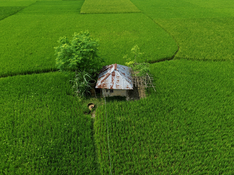 Aerial view of a small rustic hut with a rusted metal roof nestled in a vibrant green rice paddy field in Joypurhat Rajshahi Division Bangladesh. Aerial view of a small rustic hut with a rusted metal roof nestled in a vibrant green rice paddy field in Joypurhat Rajshahi Division Bangladesh.