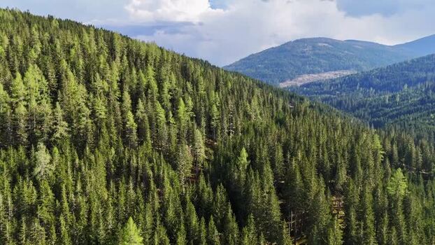 Aerial view of dense coniferous forest on mountain slopes Austria. Aerial view of dense coniferous forest on mountain slopes Austria.