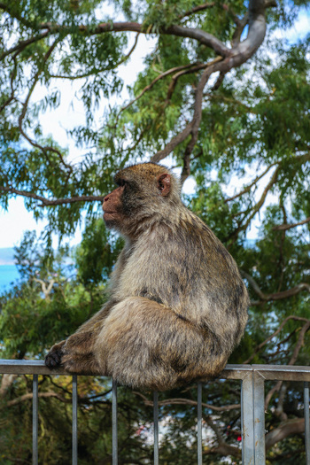 View of a Barbary macaque perched on a metal railing against a backdrop of lush green foliage and distant blue sea Gibraltar Gibraltar. View of a Barbary macaque perched on a metal railing against a backdrop of lush green foliage and distant blue sea Gibraltar Gibraltar.