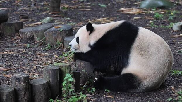 View of a giant panda resting on a log in Chengdu China. View of a giant panda resting on a log in Chengdu China.