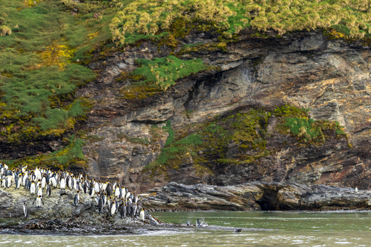 View of a large colony of king penguins gathered on the rocky shoreline of Saint Andrew s Bay with a steep mossy cliff rising in the background South Georgia and the South Sandwich Islands.