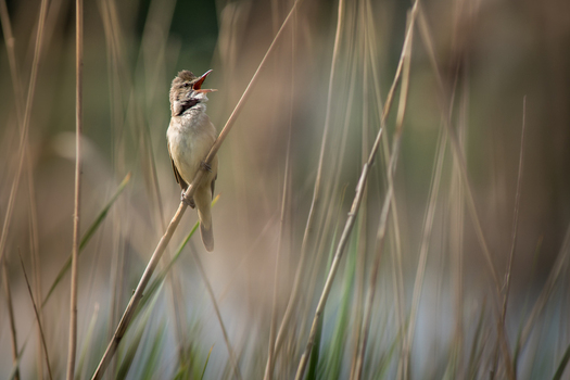View of a small bird perched on a reed with its beak open singing in the wetlands of Debrzno Pomeranian Voivodeship Poland.