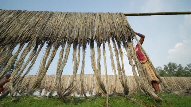 View of a man hanging jute fibers to dry on a bamboo rack Bangladesh.