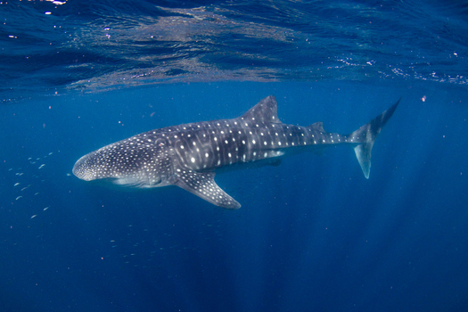 View of a whale shark swimming in the deep blue waters of the Ningaloo Reef near Exmouth Western Australia Australia. View of a whale shark swimming in the deep blue waters of the Ningaloo Reef near Exmouth Western Australia Australia.