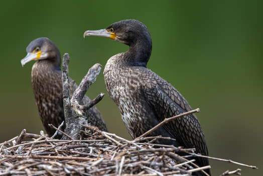 View of two great cormorants perched on a nest of dry sticks against a soft green background in Selestat Grand Est France.