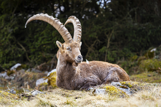 View of a majestic alpine ibex with its impressive curved horns rests serenely against a backdrop of lush greenery Frohnleiten Styria Austria. View of a majestic alpine ibex with its impressive curved horns rests serenely against a backdrop of lush greenery Frohnleiten Styria Austria.