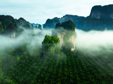 Aerial view of mist shrouded limestone karsts rising from a verdant forest floor creating an ethereal landscape of contrasting textures and tones Krabi Krabi Thailand.