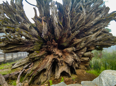 View of a massive uprooted tree stump with intricate weathered roots and green moss near a wooden boardwalk in Yosemite National Park California United States. View of a massive uprooted tree stump with intricate weathered roots and green moss near a wooden boardwalk in Yosemite National Park California United States.