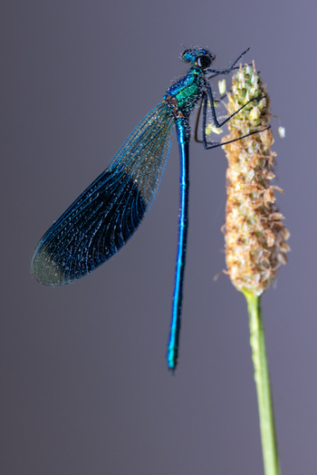 View of a blue damselfly with iridescent wings and dew drops perched on a plant stem against a soft purple background Wittenheim Grand Est France.