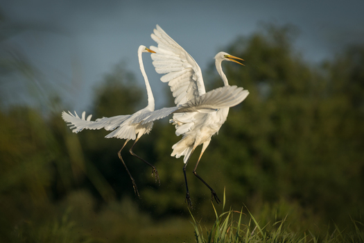 View of two great egrets with white plumage interacting in flight over a grassy wetland area in Debrzno Pomeranian Voivodeshi Poland. View of two great egrets with white plumage interacting in flight over a grassy wetland area in Debrzno Pomeranian Voivodeshi Poland.