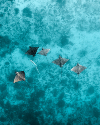 Aerial view of stingrays gliding through the turquoise waters near the sandy seabed Ouvéa Loyalty Islands Province New Caledonia. Aerial view of stingrays gliding through the turquoise waters near the sandy seabed Ouvéa Loyalty Islands Province New Caledonia.