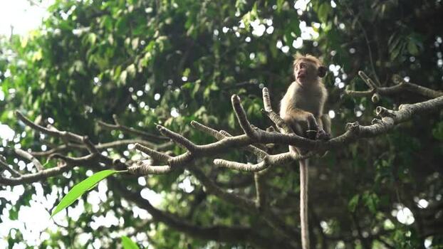 View of a toque macaque monkey sitting on a tree branch Sri Lanka. View of a toque macaque monkey sitting on a tree branch Sri Lanka.