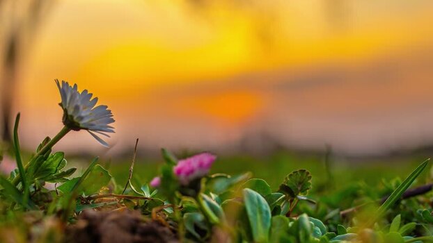View of a daisy in a field at sunset in Latvia.