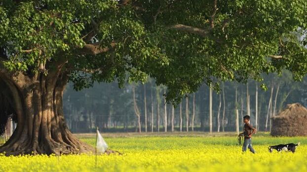 View of a boy with a goat in a mustard field Bangladesh. View of a boy with a goat in a mustard field Bangladesh.